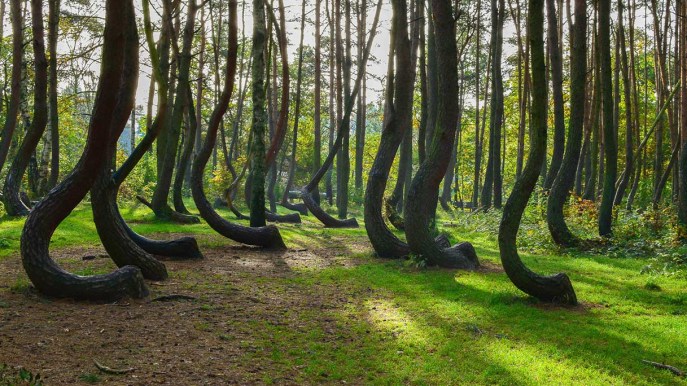 Incantata e misteriosa: la foresta storta della Polonia è unica