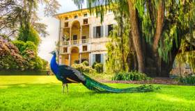 Isola Madre, il meraviglioso gioiello italiano sul Lago Maggiore