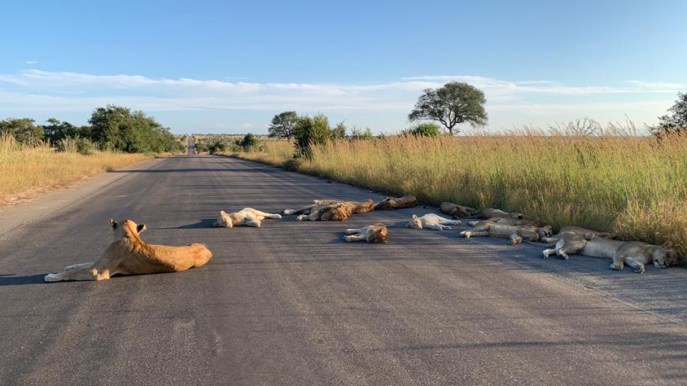 Sudafrica: dopo la chiusura del Kruger Park i leoni fanno siesta nelle strade