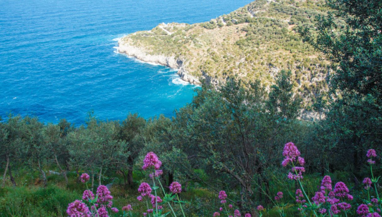 Panorama dall'alto del Sentiero di Punta Campanelle, con mare sullo sfondo, vegetazione verde e fiori in primo piano