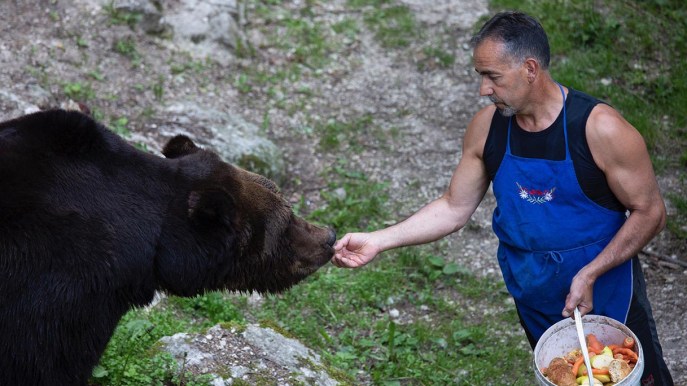 Val di Non: l’amicizia speciale tra un orso bruno e l’uomo che gli ha ridato la dignità