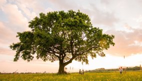Monumenti verdi: le piante monumentali più belle e importanti d'Italia