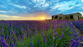 campi-lavanda-polesine-veneto-porto-tolle
