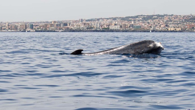 Salvate “Codamozza”: la balenottera senza coda del Mar Ligure ha bisogno di aiuto