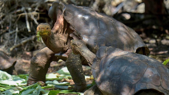 Diego: la tartaruga ultracentenaria ha salvato la sua specie. Adesso può tornare a casa