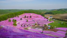 In Giappone esiste una collina che si tinge di rosa ogni anno