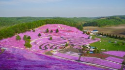 In Giappone esiste una collina che si tinge di rosa ogni anno