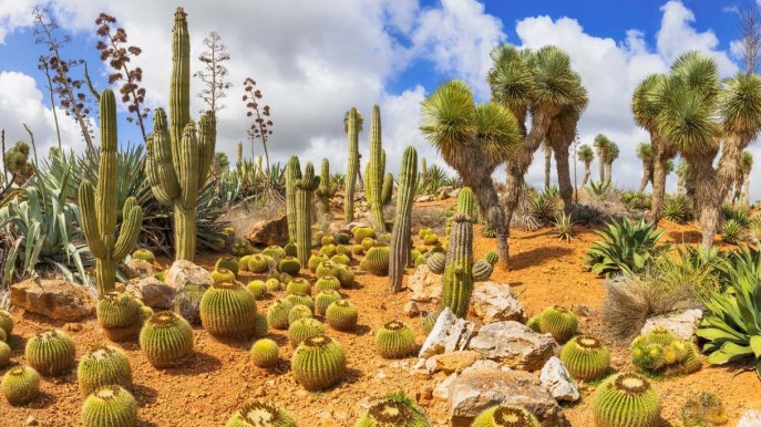 Cactus-mania: dove ammirare i più belli in Italia e nel mondo