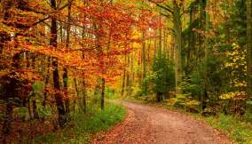 autunno-foliage