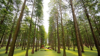 Cina: una foresta incredibile da attraversare con la barca