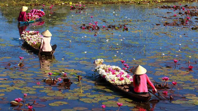 La raccolta dei fiori di loto è l’evento più bello e romantico del mondo