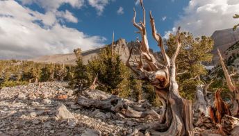 Nevada: in questo parco gli alberi hanno 5000 anni