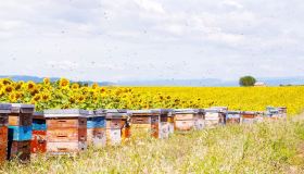 Le Città del Miele: dove si produce il miele più buono d’Italia, regione per regione