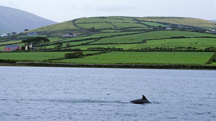 Irlanda: scomparso Fungie, il delfino “nazionale”. Il paese intero è in apprensione