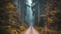9 foreste spaventose nel mondo da attraversare (o solo guardare) la notte di Halloween