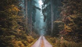 9 foreste spaventose nel mondo da attraversare (o solo guardare) la notte di Halloween