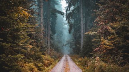 9 foreste spaventose nel mondo da attraversare (o solo guardare) la notte di Halloween
