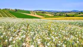 I 20 luoghi che danno il nome alle 20 varietà di cipolla italiana