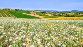 Cuore di cipolla. I 20 luoghi che danno il nome alle 20 varietà di cipolla italiana