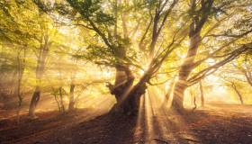 Sound of the Forest: il sito-mappa per ascoltare il rumore delle foreste di tutto il mondo