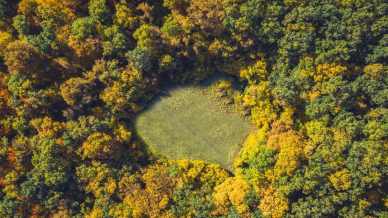 C’è un mistero nascosto tra gli alberi di questa foresta. Ma non vi piacerà