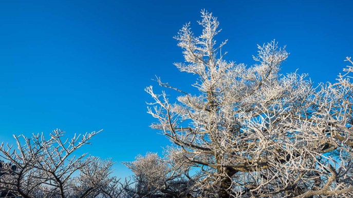 Nel regno di “Frozen”: gli alberi ghiacciati incantano il mondo