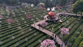 Tea Plantation In Yibin