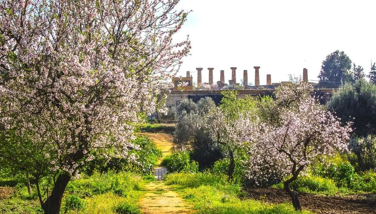 Mandorlo in fiore ad Agrigento