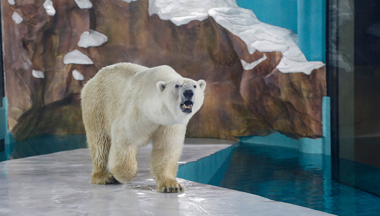Hotel con vista su orsi polari