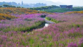 Erbe aromatiche in fiore: la grande bellezza in 10 foto