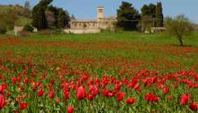 I tulipani di Blufi, in Sicilia