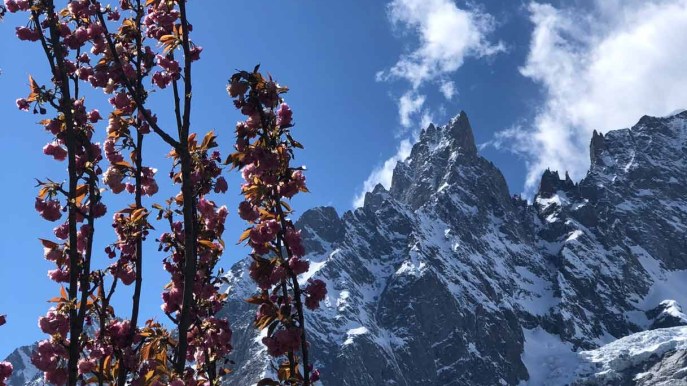 Sul Monte Bianco fioriscono i ciliegi