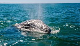 Una rarissima balena sta nuotando nel nostro mare: è un evento eccezionale