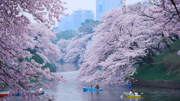 Giappone, la fioritura dei ciliegi si può seguire in streaming