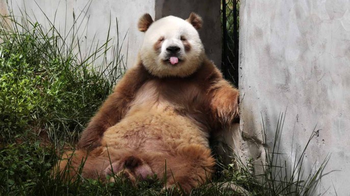 Qi Zai si è mostrato al pubblico: è l’unico panda marrone al mondo