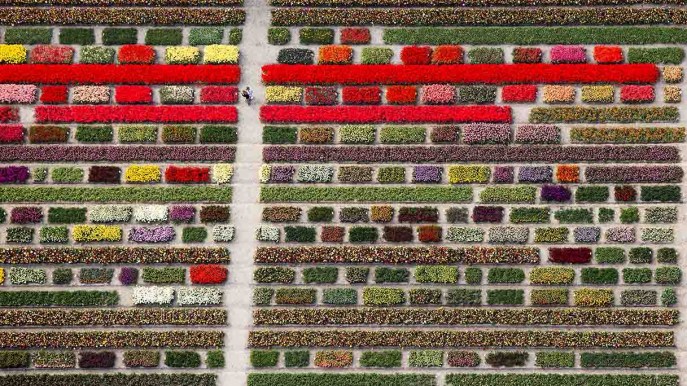 Tappeti colorati invadono l’Olanda: i tulipani in fiore visti dall’alto