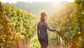 Ingelheim am Rhein, vigneti