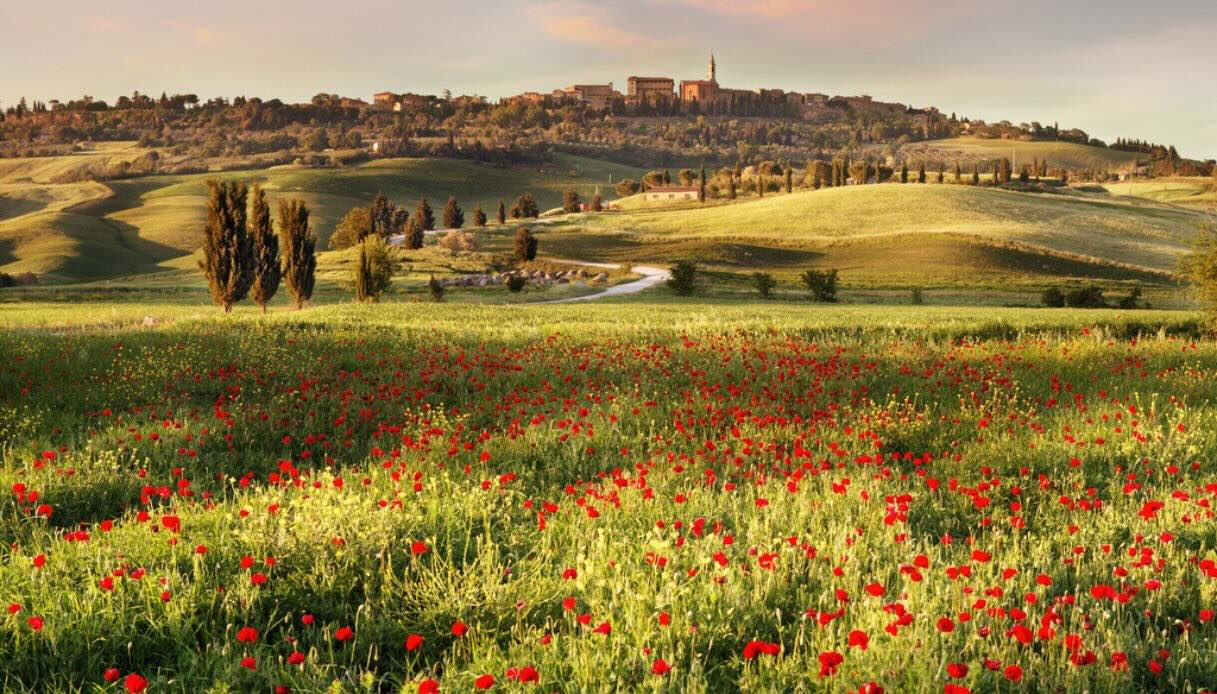I campi di papaveri in fiore in Toscana