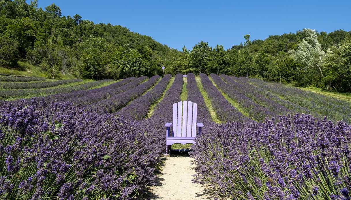 Fioriture di lavanda, lo spettacolo viola dell’Alessandrino e Monferrato