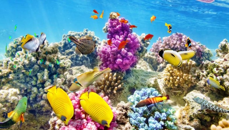 Tra pesci colorati e coralli: sognando la barriera corallina