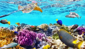 Tra pesci colorati e coralli: sognando la barriera corallina