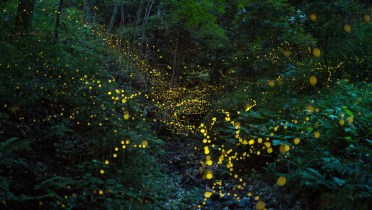 Fiori di ciliegio e sculture cosmiche: Milano ha il suo giardino zen