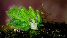 La creatura marina che si nutre della luce del sole e che sembra un Anime