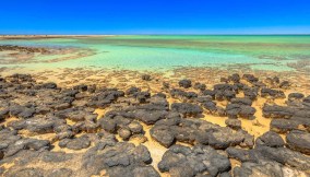 stromatolite