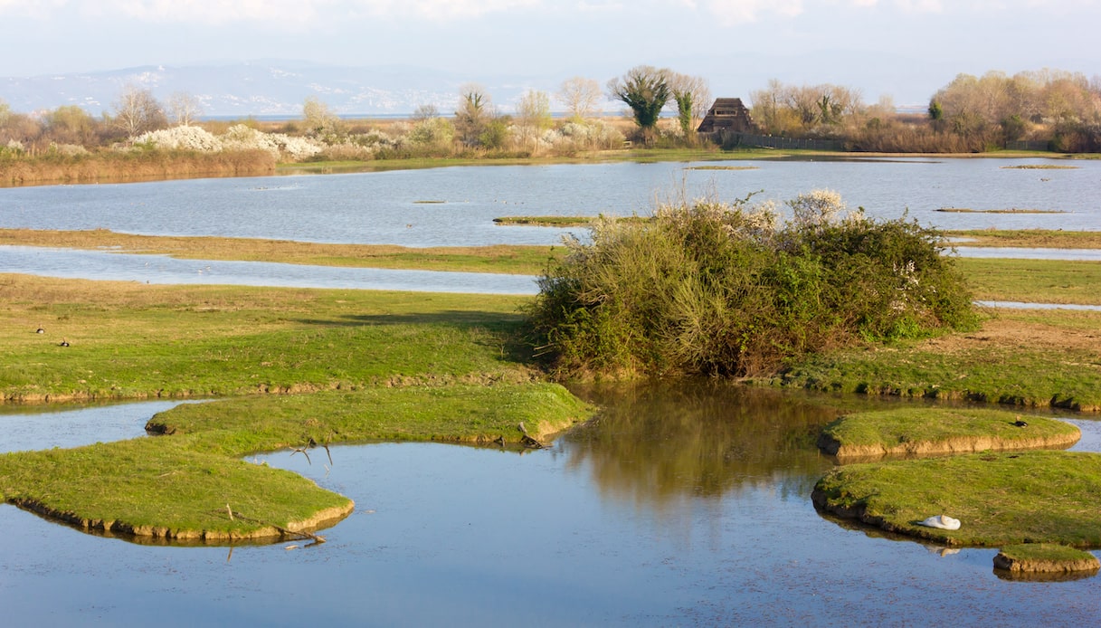 Isola della Cona, luogo perfetto per il birdwatching