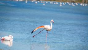 Molentargius Cagliari birdwhatching