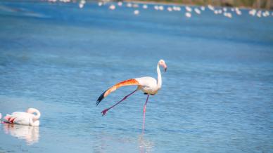 5 luoghi spettacolari dove fare birdwatching in Italia