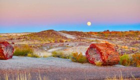 La Foresta pietrificata in Arizona è un quadro dipinto dalla natura