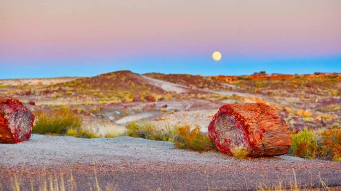 La Foresta pietrificata in Arizona è un quadro dipinto dalla natura
