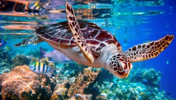Nuotare con le tartarughe: le esperienze più belle si vivono in questi luoghi